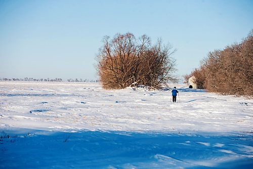 MIKAELA MACKENZIE / WINNIPEG FREE PRESS

A cross-country skier braves the cold and wind in a field east of Emerson on Thursday, Jan. 20, 2022. Standup.
Winnipeg Free Press 2022.