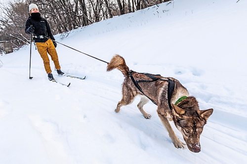 Daniel Crump / Winnipeg Free Press. Caroline Thiessen and her dog, Ernie, skijor on the Assiniboine river near the Forks, Saturday afternoon. January 22, 2022.