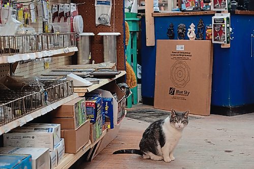 Canstar Community News Ratchet the cat has lived at Pollock's Hardware for about 12 years. Staff come in on holidays to spend time with him, board chair Luba Bereza said.