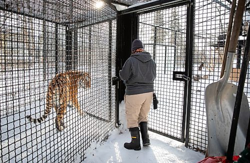 JESSICA LEE / WINNIPEG FREE PRESS

Fran Donnelly lets Yuri into his habitat on January 28, 2022 at Assiniboine Park Zoo.

Reporter: Ben