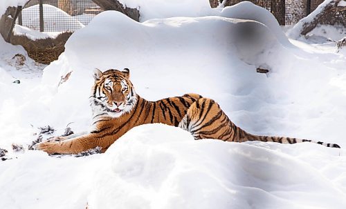 JESSICA LEE / WINNIPEG FREE PRESS

Volga the tiger is photographed eating her breakfast, a rooster, on January 28, 2022 at Assiniboine Park Zoo.

Reporter: Ben



