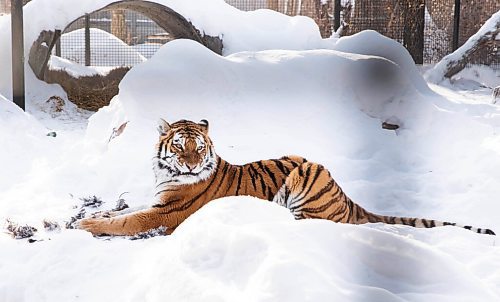 JESSICA LEE / WINNIPEG FREE PRESS

Volga the tiger is photographed eating her breakfast, a rooster, on January 28, 2022 at Assiniboine Park Zoo.

Reporter: Ben



