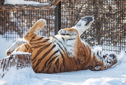 JESSICA LEE / WINNIPEG FREE PRESS

Volga the tiger is photographed on January 28, 2022 at Assiniboine Park Zoo after eating her breakfast.

Reporter: Ben



