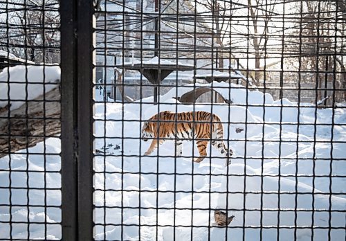 JESSICA LEE / WINNIPEG FREE PRESS

Volga the tiger is photographed on January 28, 2022 at Assiniboine Park Zoo after eating her breakfast.

Reporter: Ben



