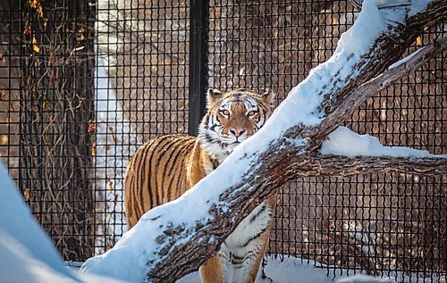 JESSICA LEE / WINNIPEG FREE PRESS

Volga the tiger is photographed on January 28, 2022 at Assiniboine Park Zoo after eating her breakfast.

Reporter: Ben



