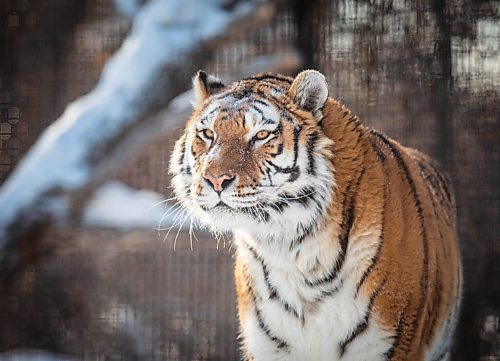 JESSICA LEE / WINNIPEG FREE PRESS

Volga the tiger is photographed on January 28, 2022 at Assiniboine Park Zoo after eating her breakfast.

Reporter: Ben



