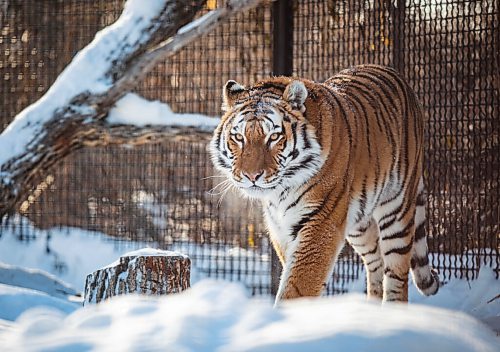 JESSICA LEE / WINNIPEG FREE PRESS

Volga the tiger is photographed on January 28, 2022 at Assiniboine Park Zoo after eating her breakfast.

Reporter: Ben



