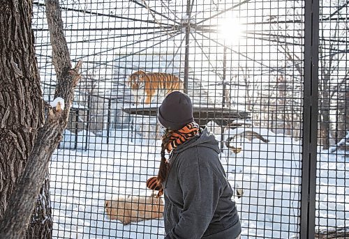 JESSICA LEE / WINNIPEG FREE PRESS

Fran Donnelly, the tiger keeper, is photographed with Volga on January 28, 2022 at Assiniboine Park Zoo.

Reporter: Ben



