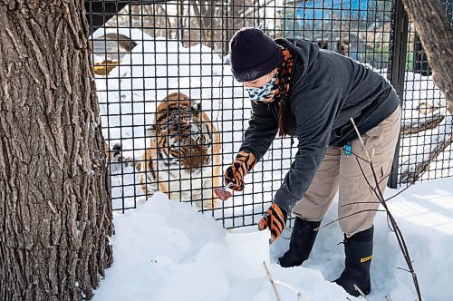 JESSICA LEE / WINNIPEG FREE PRESS

Fran Donnelly, the tiger keeper, is photographed with Volga on January 28, 2022 at Assiniboine Park Zoo. She feeds Volga pieces of chicken to get her to come up to the fence.

Reporter: Ben




