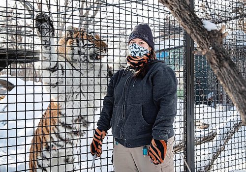 JESSICA LEE / WINNIPEG FREE PRESS

Fran Donnelly, the tiger keeper, is photographed with Volga on January 28, 2022 at Assiniboine Park Zoo. She feeds Volga pieces of chicken to get her to come up to the fence.

Reporter: Ben




