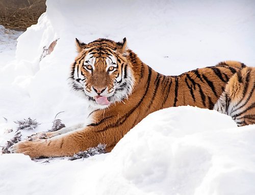 JESSICA LEE / WINNIPEG FREE PRESS

Volga the tiger is photographed eating her breakfast, a rooster, on January 28, 2022 at Assiniboine Park Zoo.

Reporter: Ben



