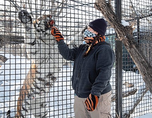 JESSICA LEE / WINNIPEG FREE PRESS

Fran Donnelly, the tiger keeper, is photographed with Volga on January 28, 2022 at Assiniboine Park Zoo. She feeds Volga pieces of chicken to get her to come up to the fence.

Reporter: Ben




