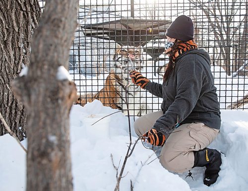 JESSICA LEE / WINNIPEG FREE PRESS

Fran Donnelly, the tiger keeper, is photographed with Volga on January 28, 2022 at Assiniboine Park Zoo. She feeds Volga pieces of chicken to get her to come up to the fence.

Reporter: Ben




