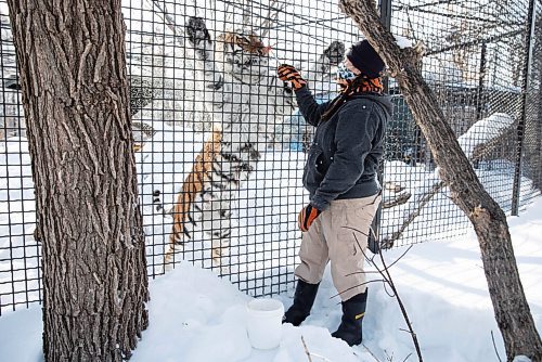 JESSICA LEE / WINNIPEG FREE PRESS

Fran Donnelly, the tiger keeper, is photographed with Volga on January 28, 2022 at Assiniboine Park Zoo. She feeds Volga pieces of chicken to get her to come up to the fence.

Reporter: Ben




