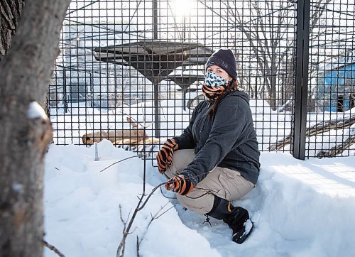 JESSICA LEE / WINNIPEG FREE PRESS

Fran Donnelly, the tiger keeper, is photographed with Volga on January 28, 2022 at Assiniboine Park Zoo.

Reporter: Ben



