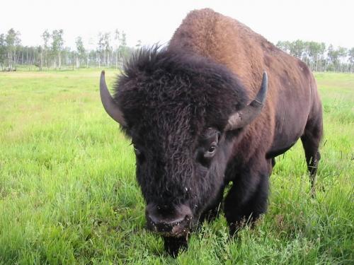 091 is of one of Henry Makinsons pet bison, Patrick. Rest are basically Henry Makinson mingling among his bison. 077 shows him rubbing a bisons armpit, something they apparently love.  - for bill redekop story winnipeg free press