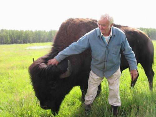 091 is of one of Henry Makinsons pet bison, Patrick. Rest are basically Henry Makinson mingling among his bison. 077 shows him rubbing a bisons armpit, something they apparently love.  - for bill redekop story winnipeg free press