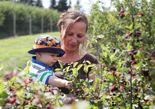 Brandon Sun 12072010 Jordan Nickel picks himself a few saskatoons while in the arms of his grandmother Mary Anne Schoonbaert at Hills View Orchard -Saskatoon Berry U-Pick south of Brandon on a hot Monday afternoon. Schoonbaert is part owner of the business. (Tim Smith/Brandon Sun)