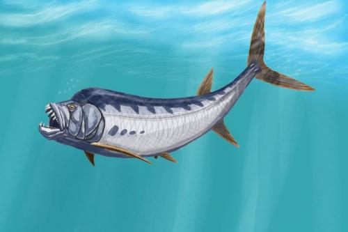 xiphactinus  - fish fossil found in Morden Manitoba winnipeg free press