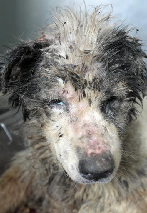JOE.BRYKSA@FREEPRESS.MB.CA  - Local-(See Gabriel's story)   One of 44 dogs, covered in feces that were seized last night  from Gull Lake area in Manitoba for their safety .The dogs are now at the Winnipeg Humane Society on Hurst Way3 were euthanized- July 17, 2010, - JOE BRYKSA/WINNIPEG FREE PRESS