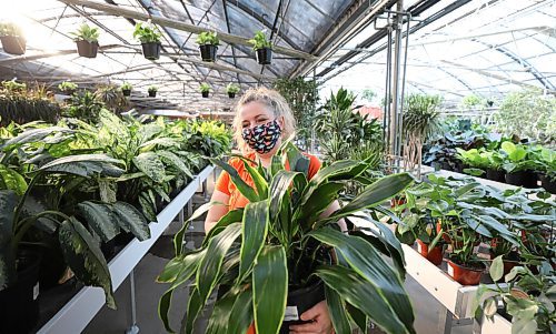 RUTH BONNEVILLE / WINNIPEG FREE PRESS

Standup - hints of spring

Toby Niblett, moves a leafy Dracaena Carmen plant from its shelf while caring for the large array of houseplants at Shelmerdine Green House on Wednesday. Although their are mountains of snow surrounding us this winter one can enjoy a little respite by heading  to one of our many
greenhouses around the city that are brimming with colour and hints of spring. 



March 1st,  2022