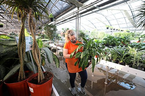 RUTH BONNEVILLE / WINNIPEG FREE PRESS

Standup - hints of spring

Toby Niblett, moves a leafy Dracaena Carmen plant from its shelf while caring for the large array of houseplants at Shelmerdine Green House on Wednesday. Although their are mountains of snow surrounding us this winter one can enjoy a little respite by heading  to one of our many
greenhouses around the city that are brimming with colour and hints of spring. 


March 2nd ,  2022