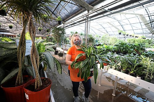 RUTH BONNEVILLE / WINNIPEG FREE PRESS

Standup - hints of spring

Toby Niblett, moves a leafy Dracaena Carmen plant from its shelf while caring for the large array of houseplants at Shelmerdine Green House on Wednesday. Although their are mountains of snow surrounding us this winter one can enjoy a little respite by heading  to one of our many
greenhouses around the city that are brimming with colour and hints of spring. 


March 2nd ,  2022