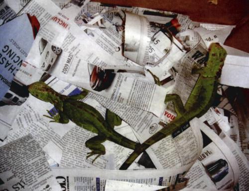 Here are some pictures provided by the Canada Border Services Agency to go with the brief about illegally imported iguanas. Sandy Klowak City Reporter Winnipeg Free Press