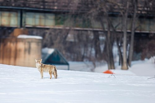 MIKAELA MACKENZIE / WINNIPEG FREE PRESS

A coyote on the river at The Forks in Winnipeg on Tuesday, March 15, 2022. Standup.
Winnipeg Free Press 2022.