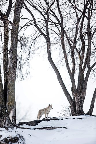 MIKAELA MACKENZIE / WINNIPEG FREE PRESS

A coyote on the riverbank at The Forks in Winnipeg on Tuesday, March 15, 2022. Standup.
Winnipeg Free Press 2022.