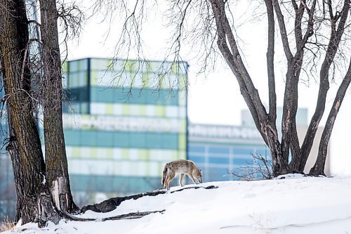 MIKAELA MACKENZIE / WINNIPEG FREE PRESS

A coyote on the riverbank at The Forks in Winnipeg on Tuesday, March 15, 2022. Standup.
Winnipeg Free Press 2022.