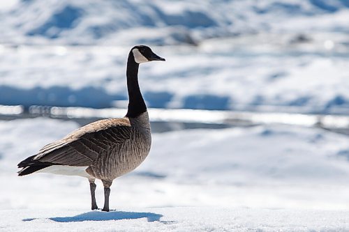 Daniel Crump / Winnipeg Free Press. A sure sign that spring is near as a Canada goose is seen standing on the bank of the Red River at the Forks Saturday afternoon. Oak Hammock Marsh reported the first sighting of the controversial migratory birds on Wednesday. March 19, 2022.