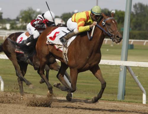 BORIS.MINKEVICH@FREEPRESS.MB.CA  100802 BORIS MINKEVICH / WINNIPEG FREE PRESS Stachys won the 62nd running of the $75,000 Manitoba Lotteries Derby on Monday afternoon at Assiniboia Downs.