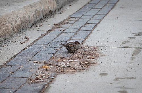 JESSICA LEE / WINNIPEG FREE PRESS

A bird is photographed on the first day of spring in the Exchange District on March 21, 2022.


