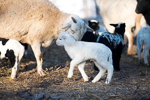 MIKAELA MACKENZIE / WINNIPEG FREE PRESS

Lambs on the Frig family farm near Petersfield on Thursday, March 24, 2022.  Standup.
Winnipeg Free Press 2022.

Linda Frig feeds the lambs, which are about three weeks old, at their farm near Petersfield on Thursday. Spring is birthing season on the farm, and so far 35 lambs have been born, with six needing to be bottle fed (which happens when their mothers weren't able to provide for a twin or triplet). While they're little, the heated machine shop that the lambs call home keeps them cozy warm until the weather warms up enough for them to go outside, and Frig feeds them three times a day. Due to an errant ram in the fall, the birthing started early this year on the farm, with the first lambs born early March when the temperatures were still frigid, and the season is now winding down.