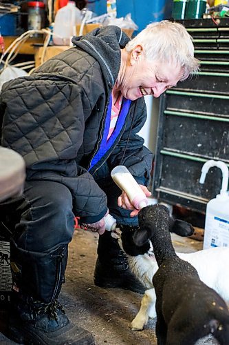 MIKAELA MACKENZIE / WINNIPEG FREE PRESS

Linda Frig feeds the bottle-fed lambs at their farm near Petersfield on Thursday, March 24, 2022.  Standup.
Winnipeg Free Press 2022.

Linda Frig feeds the lambs, which are about three weeks old, at their farm near Petersfield on Thursday. Spring is birthing season on the farm, and so far 35 lambs have been born, with six needing to be bottle fed (which happens when their mothers weren't able to provide for a twin or triplet). While they're little, the heated machine shop that the lambs call home keeps them cozy warm until the weather warms up enough for them to go outside, and Frig feeds them three times a day. Due to an errant ram in the fall, the birthing started early this year on the farm, with the first lambs born early March when the temperatures were still frigid, and the season is now winding down.