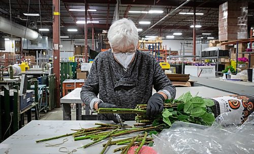 JESSICA LEE / WINNIPEG FREE PRESS

Judy Holden cuts flower stems at Petals West on March 29, 2022. The flowers will be assembled into bouquets which will be sold at WAGs Art in Bloom event.

Reporter: Alan