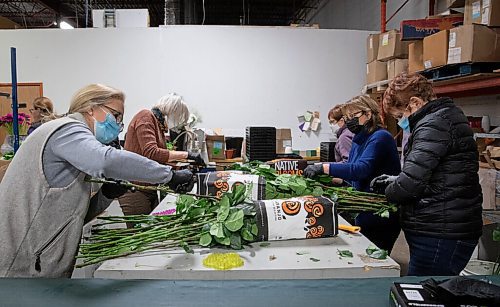 JESSICA LEE / WINNIPEG FREE PRESS

Volunteers for Winnipeg Art Gallery remove thorns from flowers at Petals West on March 29, 2022. From left to right: Andrea Cibinel, Suzanne Du Plooy, Sherry Glanville, Helen Ritchot and Joan McCorrister. The flowers will be assembled into bouquets which will be sold at WAGs Art in Bloom event.

Reporter: Alan