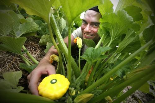 Drew Bouchard (22) picks some Patty Pan Squash at Blue Lagoon Organics, an organic farm in St. Francois Xavier, Monday, August 9, 2010. Bouchard is the winner of the Organic Food Council of Manitoba Farm Mentorship "So You Want To Be An Organic Farmer!" contest. Among the prizes is a two month mentorship at Blue Lagoon. WINNIPEG FREE PRESS/John Woods