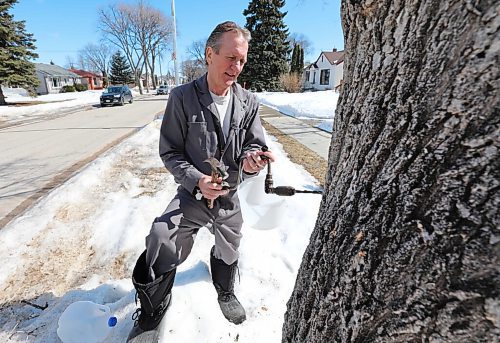 RUTH BONNEVILLE / WINNIPEG FREE PRESS

ent - tree tapping

Ken Fosty, shows how easy it is to tap into maple trees on your property to make your own maple syrup.  

Subject: Ken Fosty, a local arborist and tree tapping expert, walks through how to find and tap urban maple trees and collect syrup, with is flowing this time of year.  He demonstrates how to tap a maple on his boulevard.

Photos show process which involves: identifying what attributes a maple tree has, drilling into first layer of tree, lightly hammering in a spout and placing receptacle, like a pail or plastic bottle onto spout to collect sap.  Sap comes out like a clear liquid and needs to be reduced over heat to become maple syrup.  

Eva Wasney story. 

April 1st,  2022
