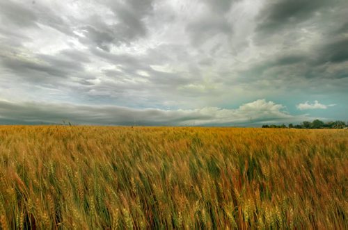 Brandon Sun Storm clouds roll in over a wheat field east of Brandon on Tuesday afternoon. (Bruce Bumstead/Brandon Sun)