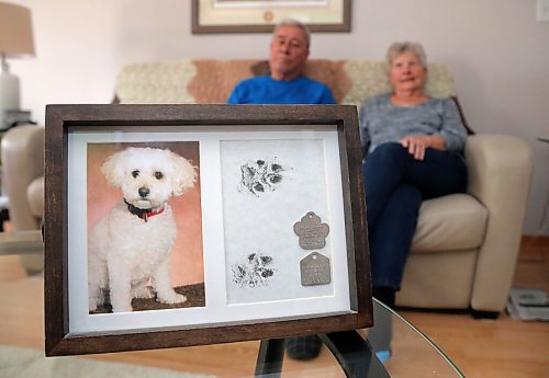 JASON HALSTEAD / WINNIPEG FREE PRESS

Ken and Mary Butchart show off a photo and the dog tag's of their deceased pet Holly in their home on April 7, 2022. Bichon Frisé-cockapoo mix was badly mauled in 2018 by a dog they believe to have been a pitfull.
Re: Malak Abas story