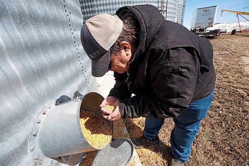 MIKE DEAL / WINNIPEG FREE PRESS
Farmer, Chuck Fossay, inspects a bin full of corn on his property about 20 miles west of Winnipeg Friday afternoon. 
Farmers are starting to plan out what to plant this year in light of all the disruptions in the market -- including the war in Ukraine -- that have driven prices up significantly in many commodities.
See Martin Cash story
220408 - Friday, April 08, 2022.