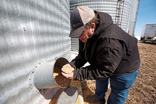 MIKE DEAL / WINNIPEG FREE PRESS
Farmer, Chuck Fossay, inspects a bin full of corn on his property about 20 miles west of Winnipeg Friday afternoon. 
Farmers are starting to plan out what to plant this year in light of all the disruptions in the market -- including the war in Ukraine -- that have driven prices up significantly in many commodities.
See Martin Cash story
220408 - Friday, April 08, 2022.