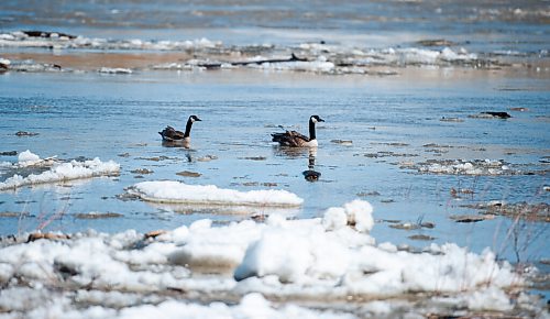 Mike Sudoma / Winnipeg Free Press
Two Canada Geese swim in between chunks of ice and snow near the gates of the Red River Floodway Friday afternoon
April 8, 2022
