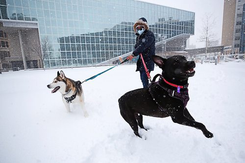 MIKE DEAL / WINNIPEG FREE PRESS
Louis Rodriuez walks Dustin (husky) and Gotda (lab) in the Millennium Library Park Wednesday afternoon during the blizzard. 
220413 - Wednesday, April 13, 2022