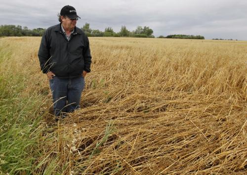 BORIS.MINKEVICH@FREEPRESS.MB.CA  100815 BORIS MINKEVICH / WINNIPEG FREE PRESS Farm flooding - Chuck Fossay with some crops that got too much water.