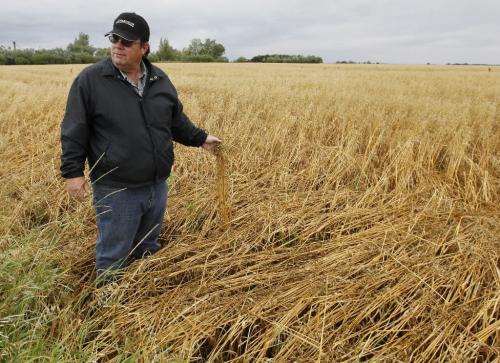 BORIS.MINKEVICH@FREEPRESS.MB.CA  100815 BORIS MINKEVICH / WINNIPEG FREE PRESS Farm flooding - Chuck Fossay with some crops that got too much water.