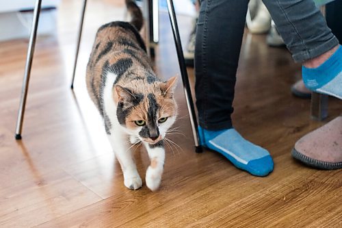 MIKAELA MACKENZIE / WINNIPEG FREE PRESS

A cat, who came all the way from Odessa, walks beneath Julia Popova in Wrzesnia on Tuesday, April 12, 2022. The apartment that they are staying at has been provided to them for free. For Melissa story.
Winnipeg Free Press 2022.