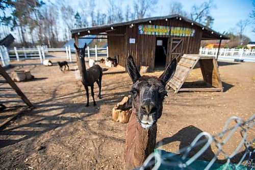 MIKAELA MACKENZIE / WINNIPEG FREE PRESS

A farm just outside of Wrzesnia, which is hosting many Ukrainian refugees, on Tuesday, April 12, 2022. For Melissa story.
Winnipeg Free Press 2022.